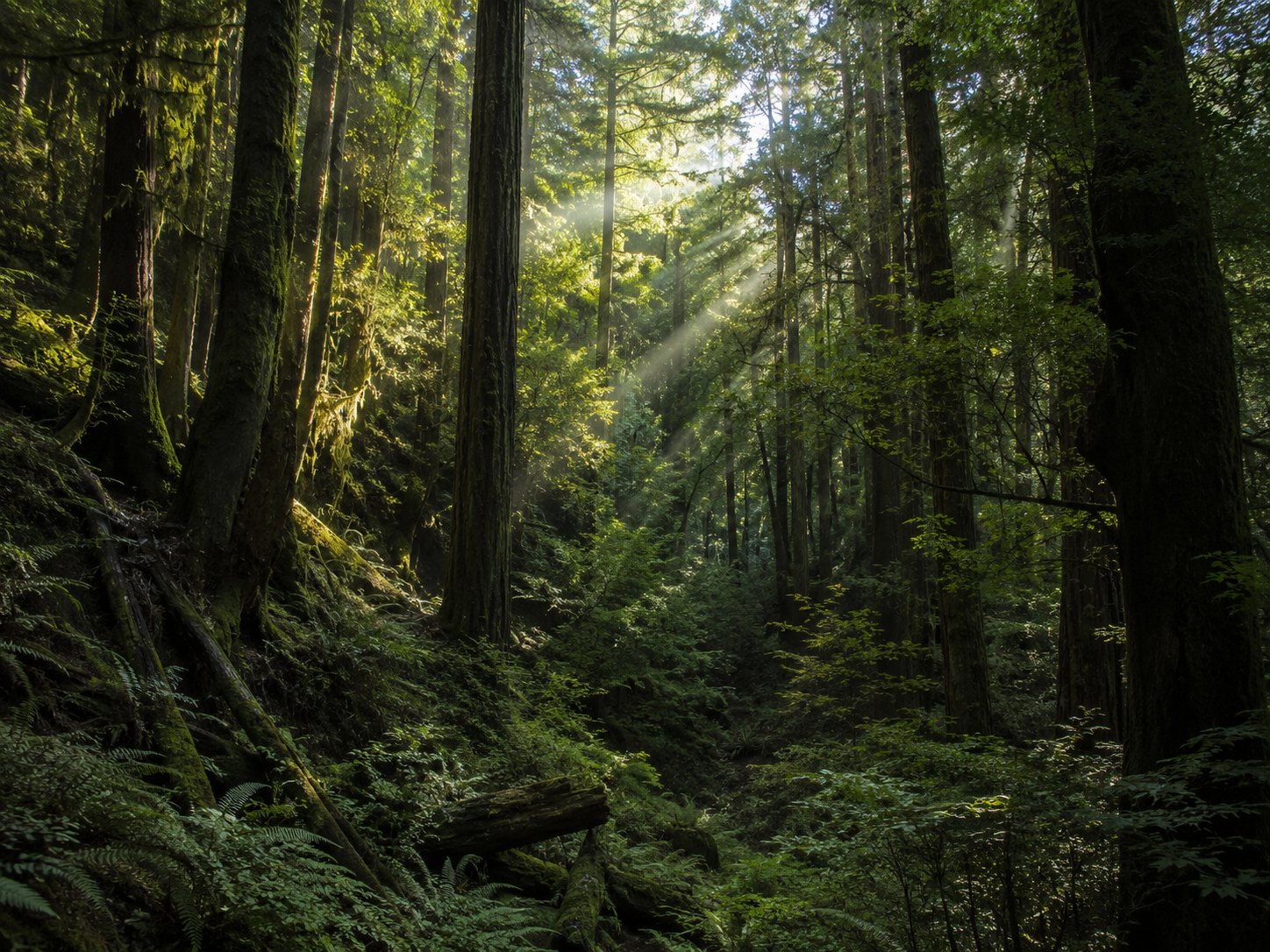 Sunbeams passing through tall trees in a dense green forest