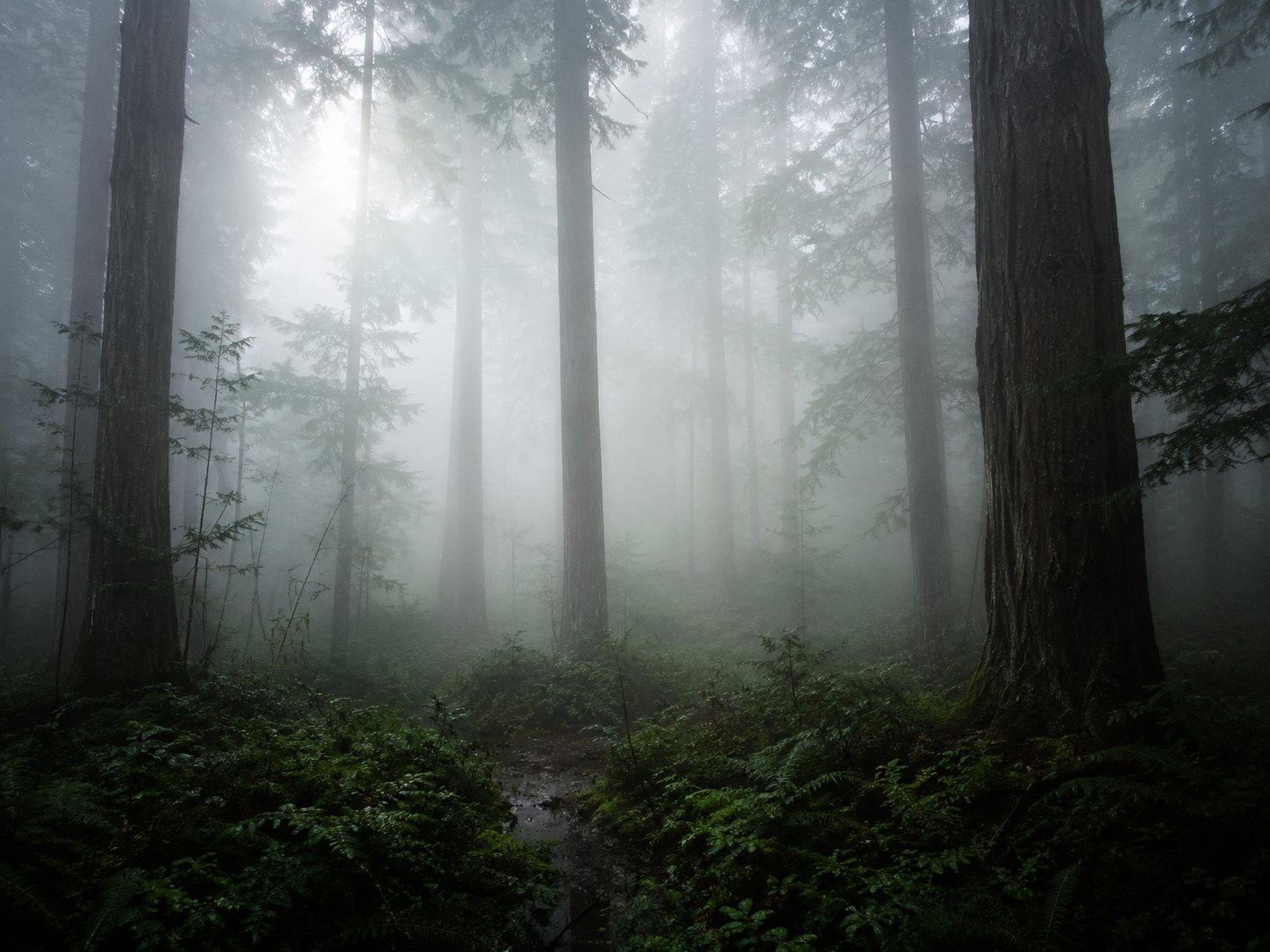 Tall trees disappearing into pale morning fog