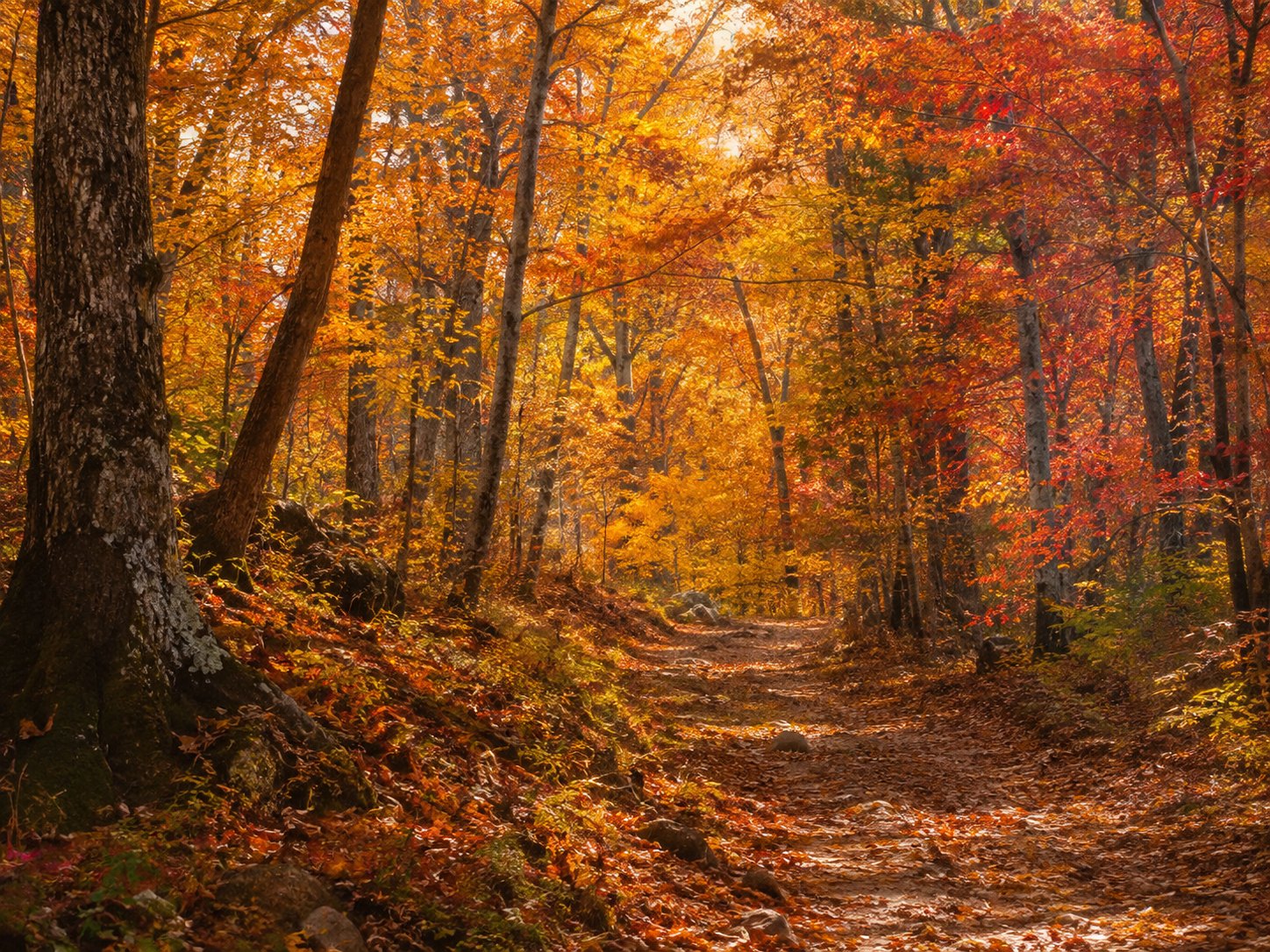 A woodland path surrounded by orange and red autumn leaves