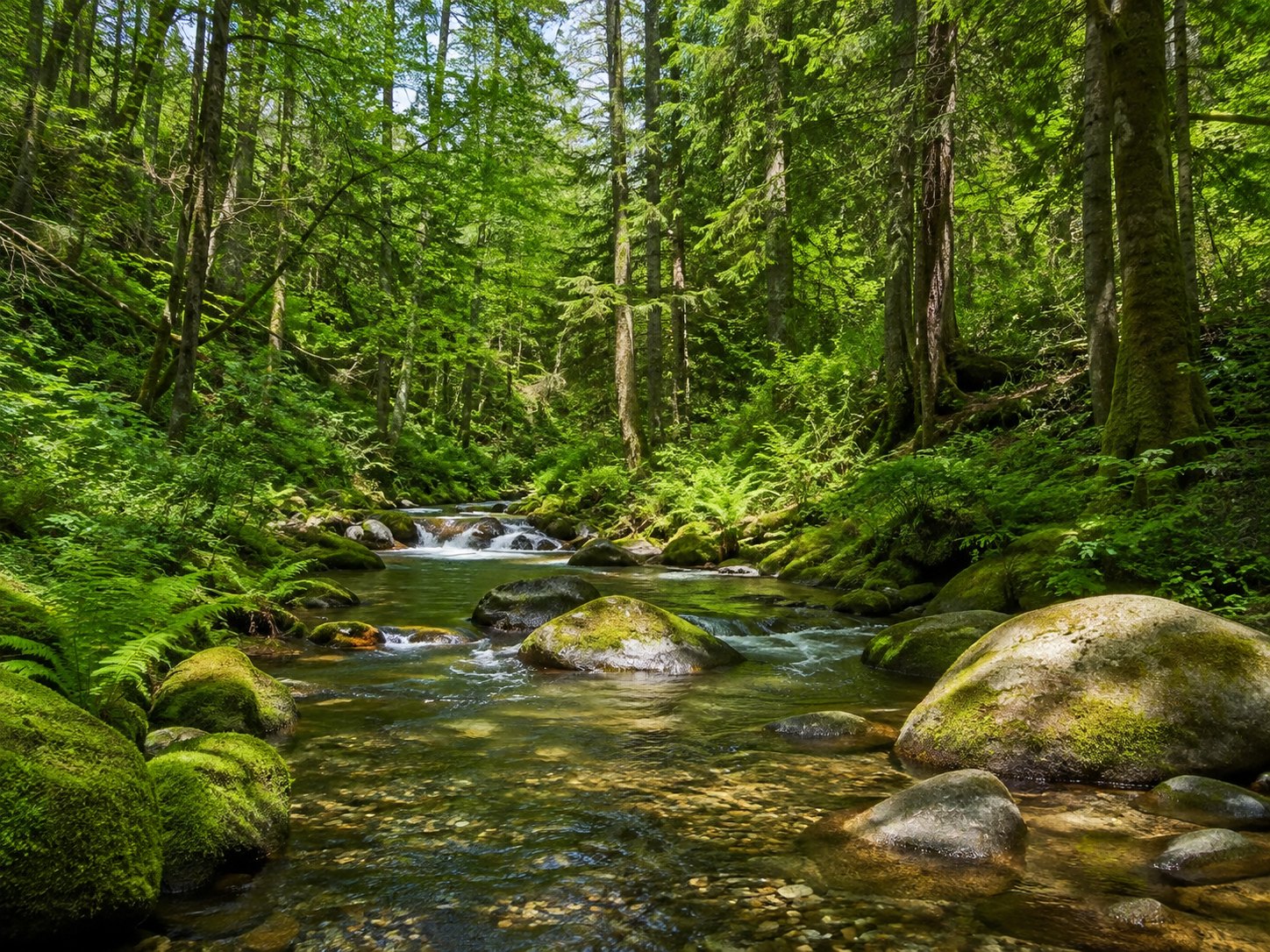 A clear river flowing through moss-covered rocks in a green forest
