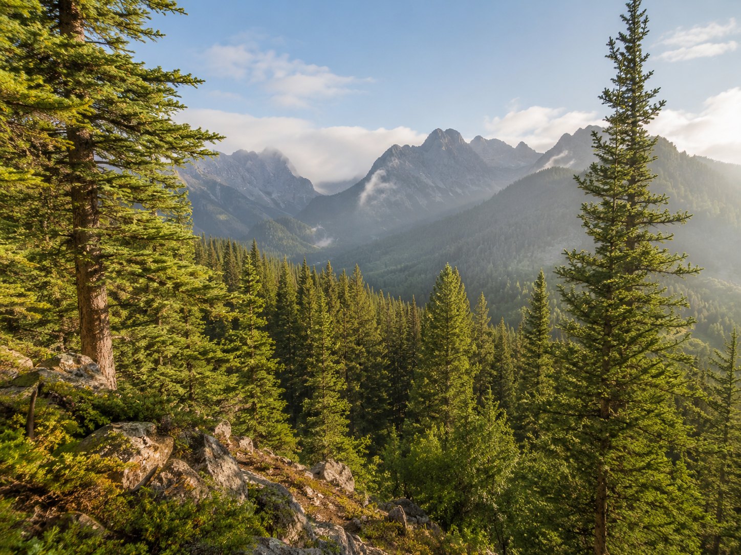 Pine forest beneath rugged mountain peaks in morning light