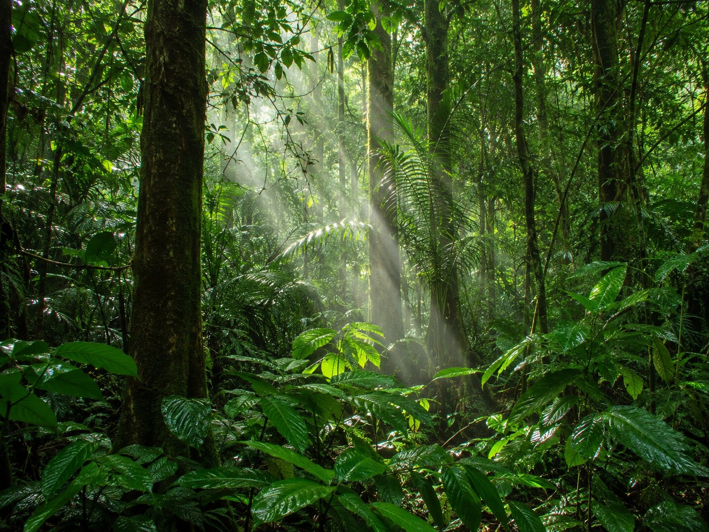 Sunlight entering a dense tropical rainforest