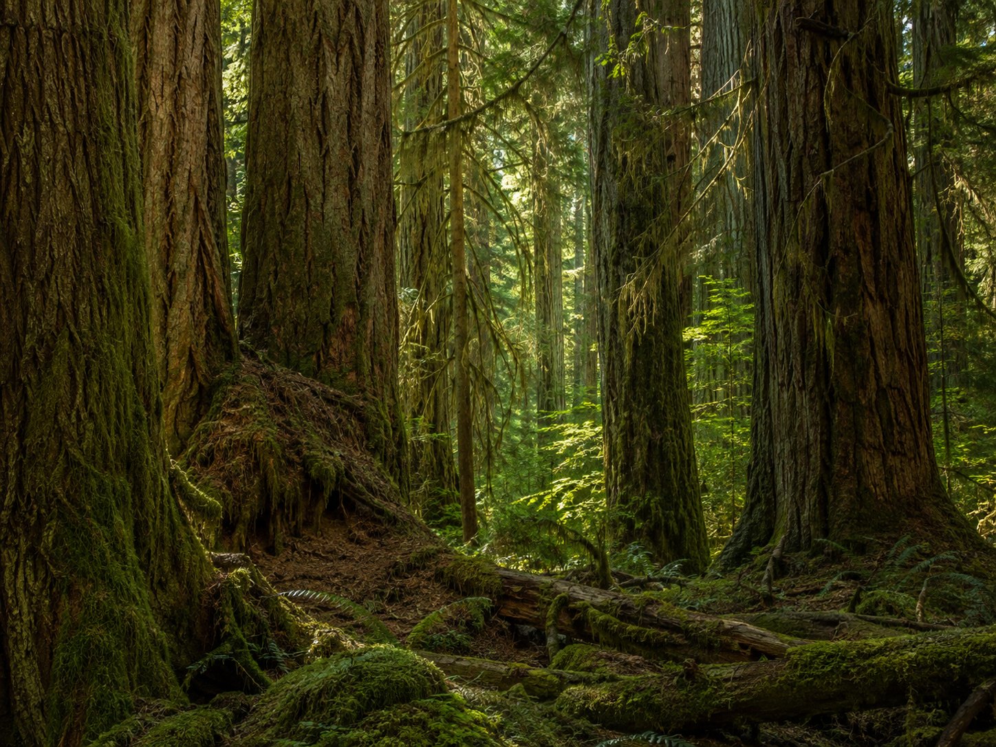 Massive old tree trunks in a mossy forest