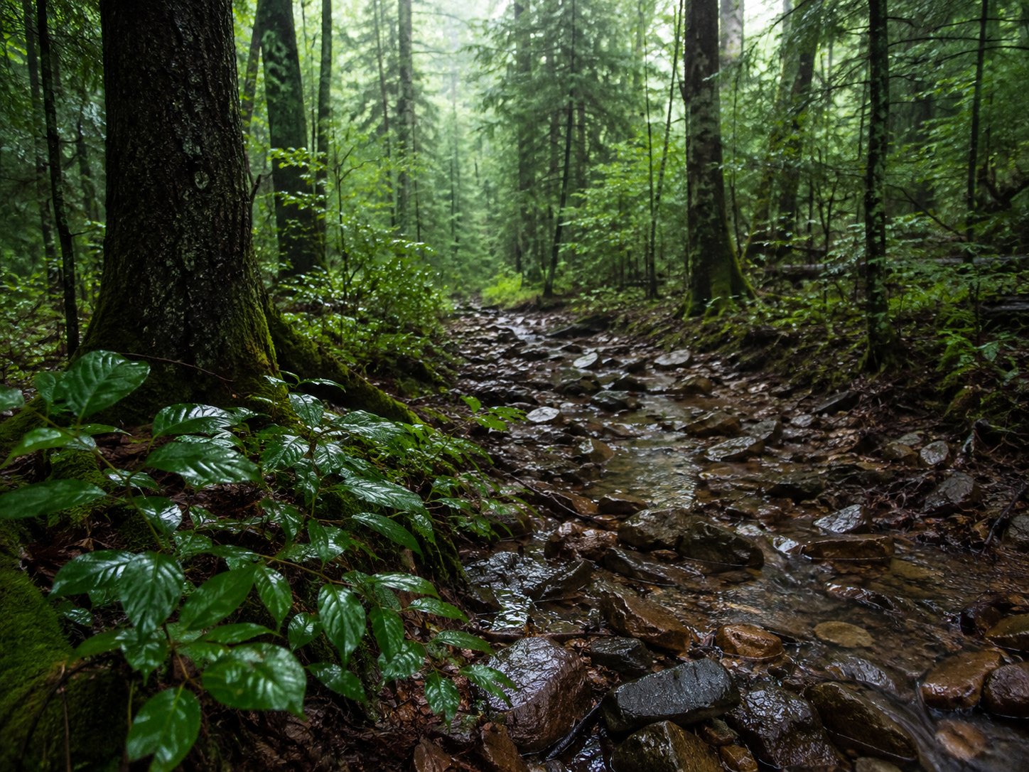 A wet rocky trail through a dark green forest after rain