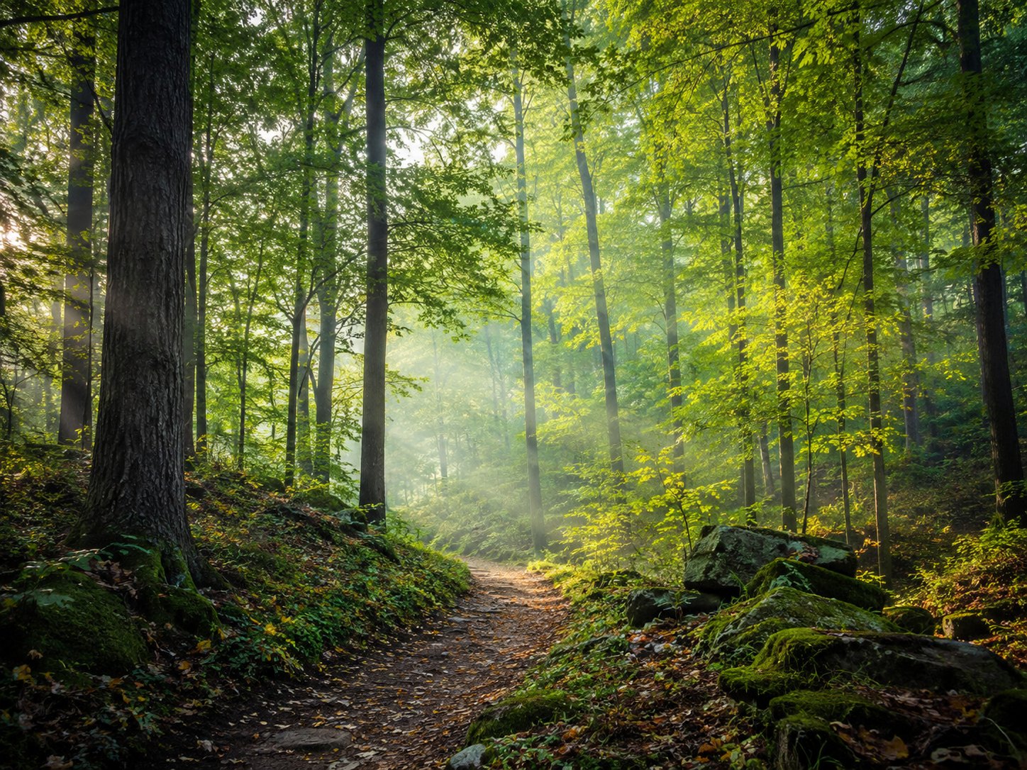 A forest path illuminated by shafts of morning sunlight